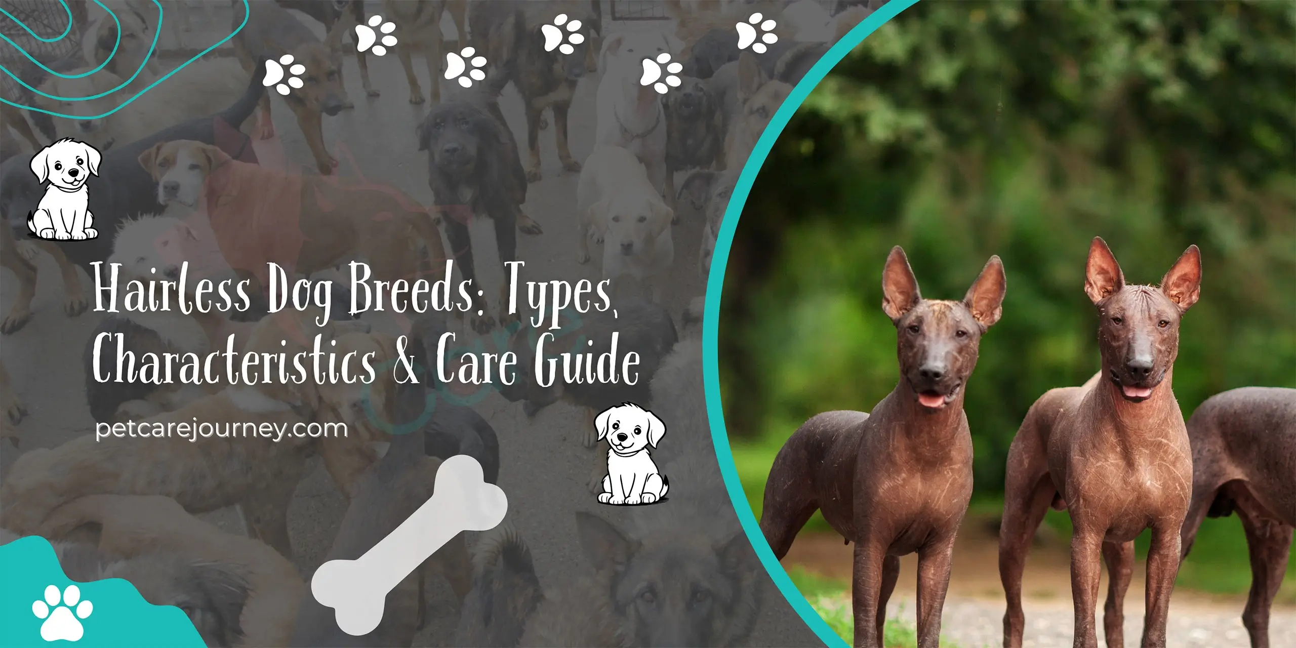 Hairless Dog Breeds: Types, Characteristics & Care Guide
