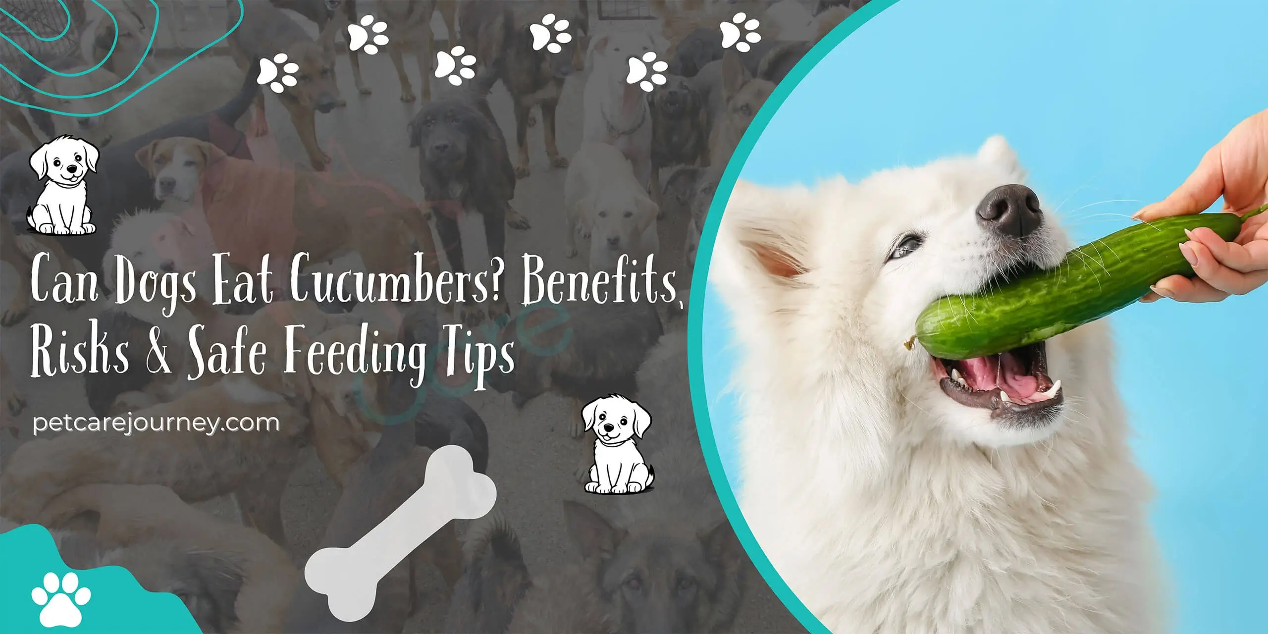 Can Dogs Eat Cucumbers? Benefits, Risks & Safe Feeding Tips